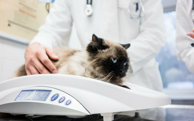 image for Pet Obesity Awareness Day